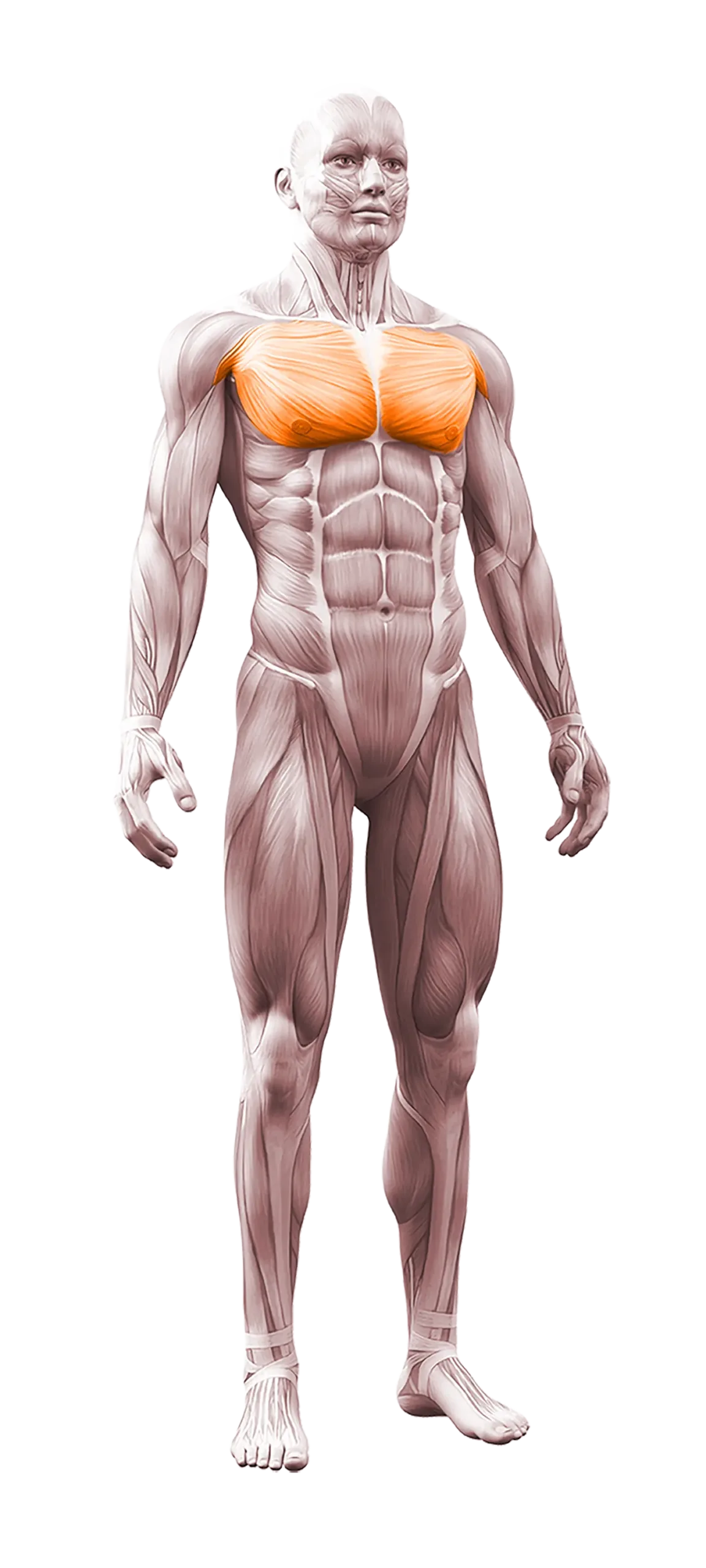 breast